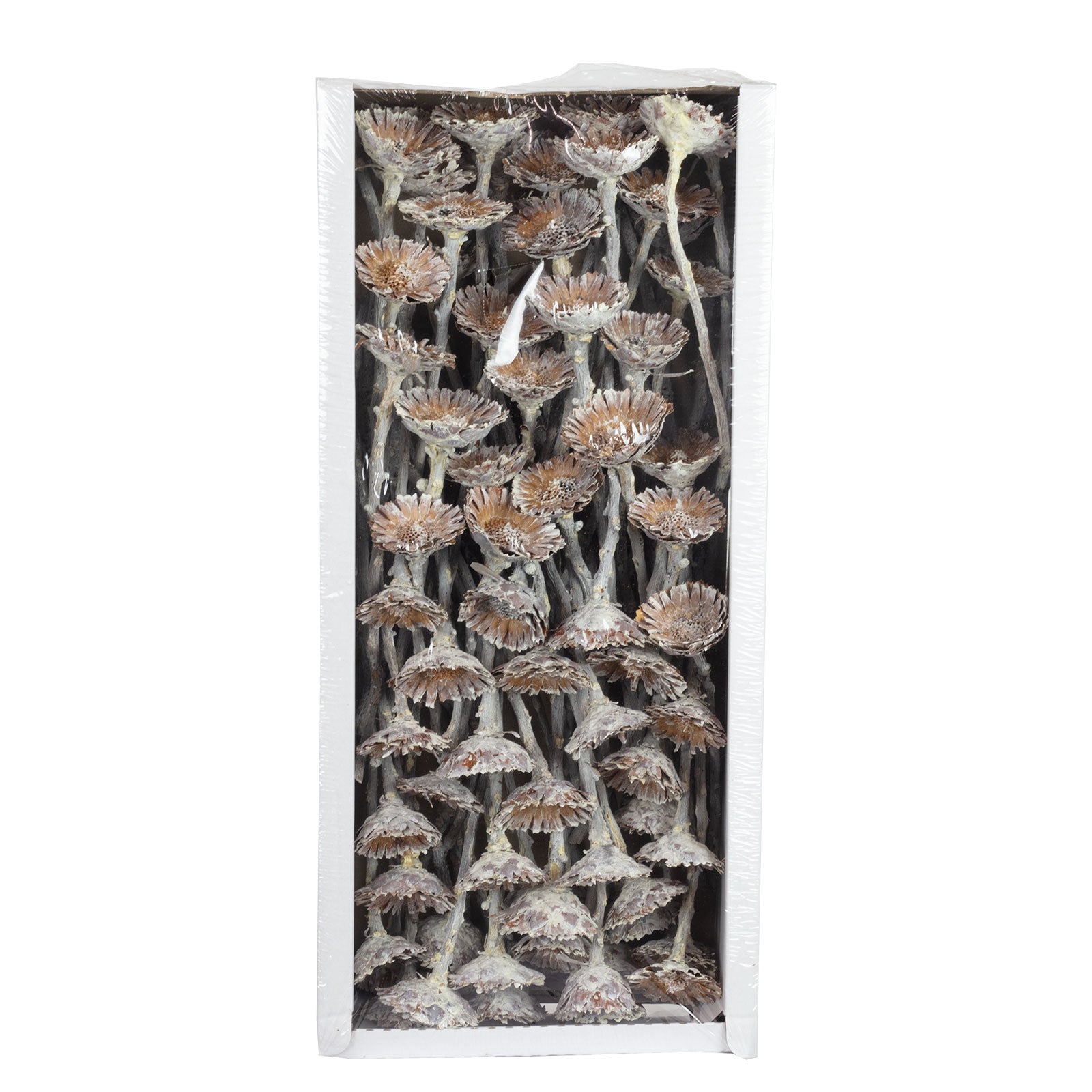 Protea Compacta Rosette - 70 Stück - frost-weiß