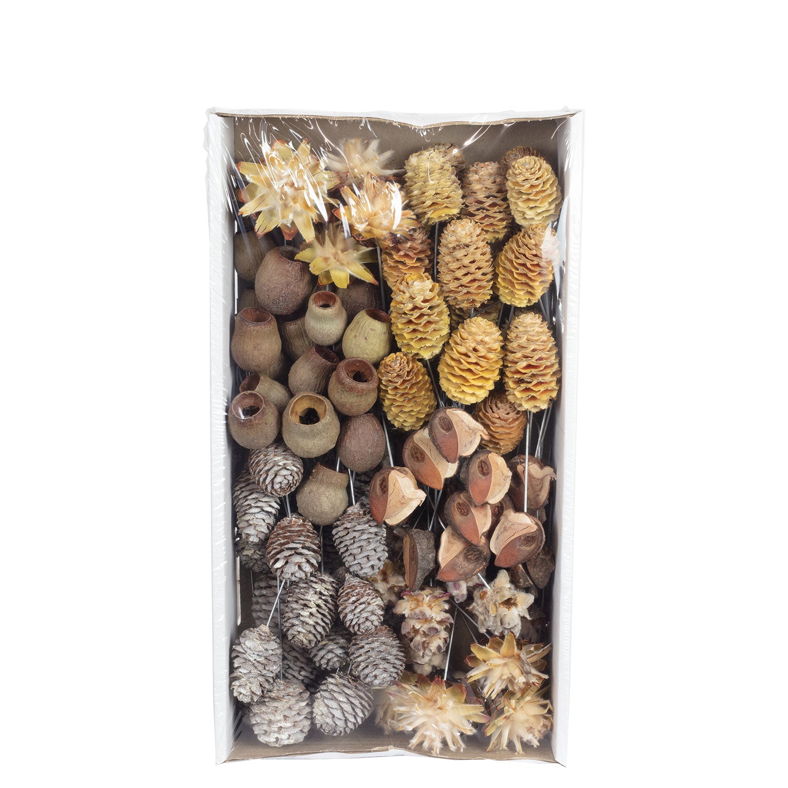 Leuco natur am Draht - 100 Stück - natur