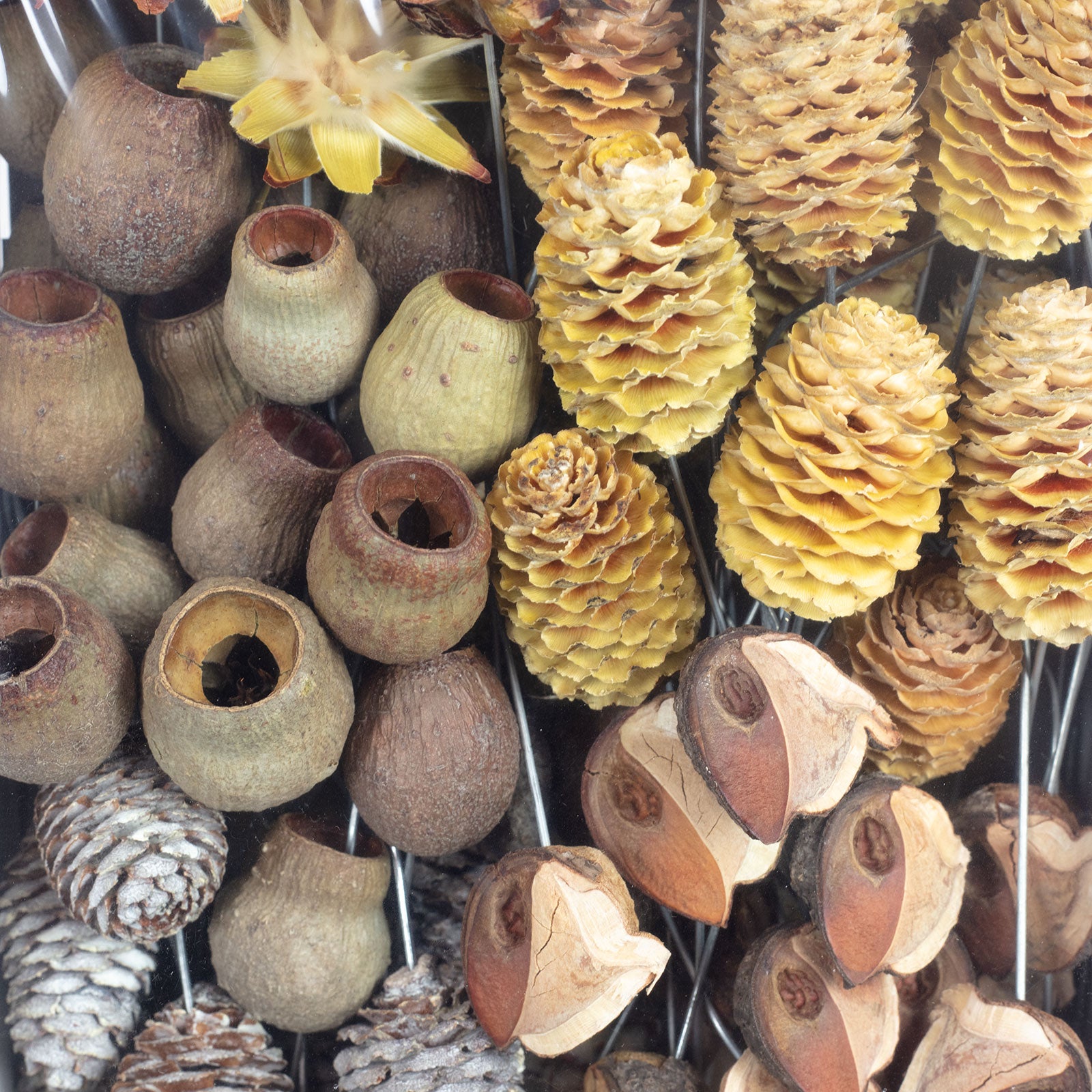 Leuco natur am Draht - 100 Stück - natur