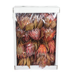 King Protea Cynaroides - 30 Stück - rot