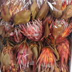 King Protea Cynaroides - 30 Stück - rot