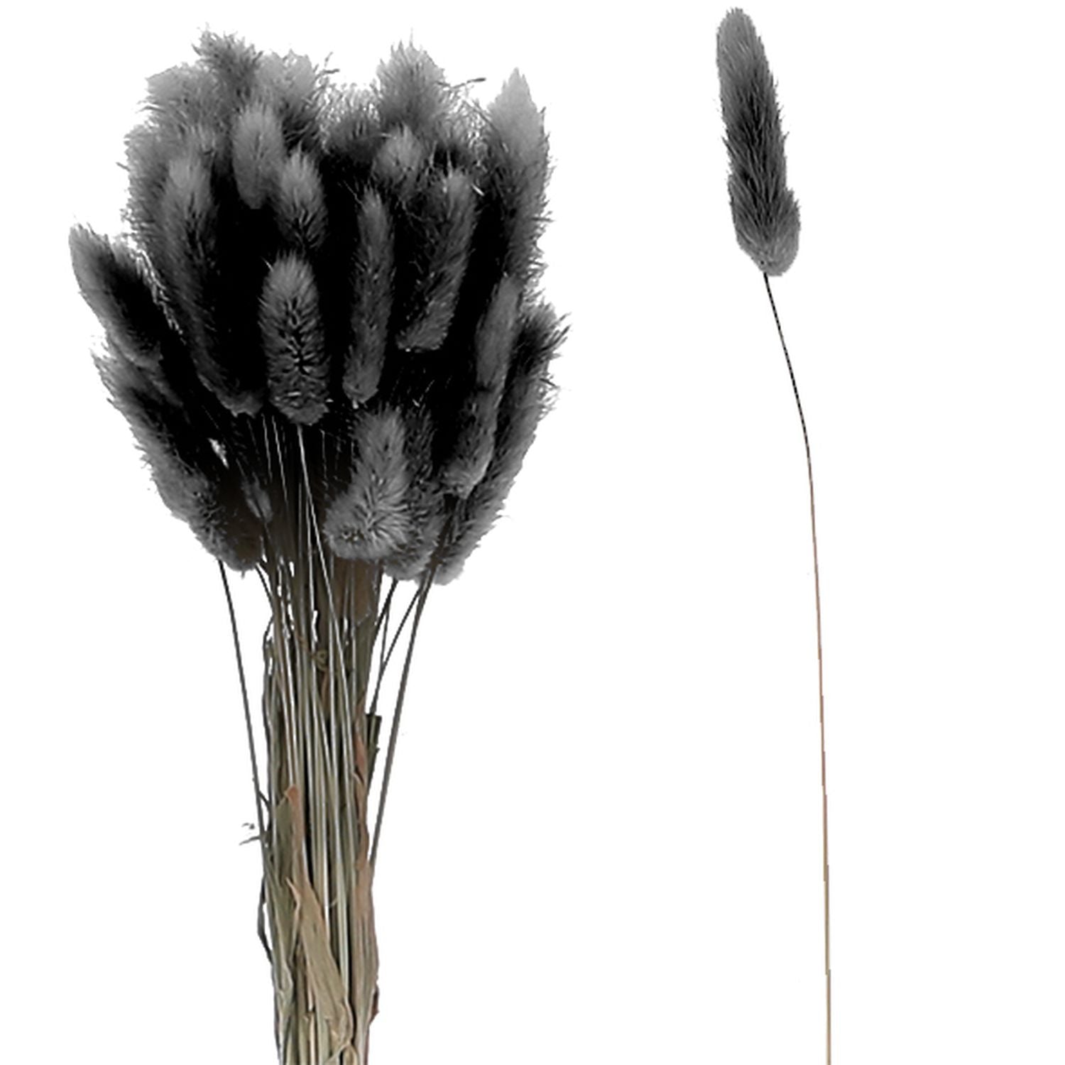 Lagurus kurz - Bund/50 Stück - Länge ca. 50-60 cm - schwarz