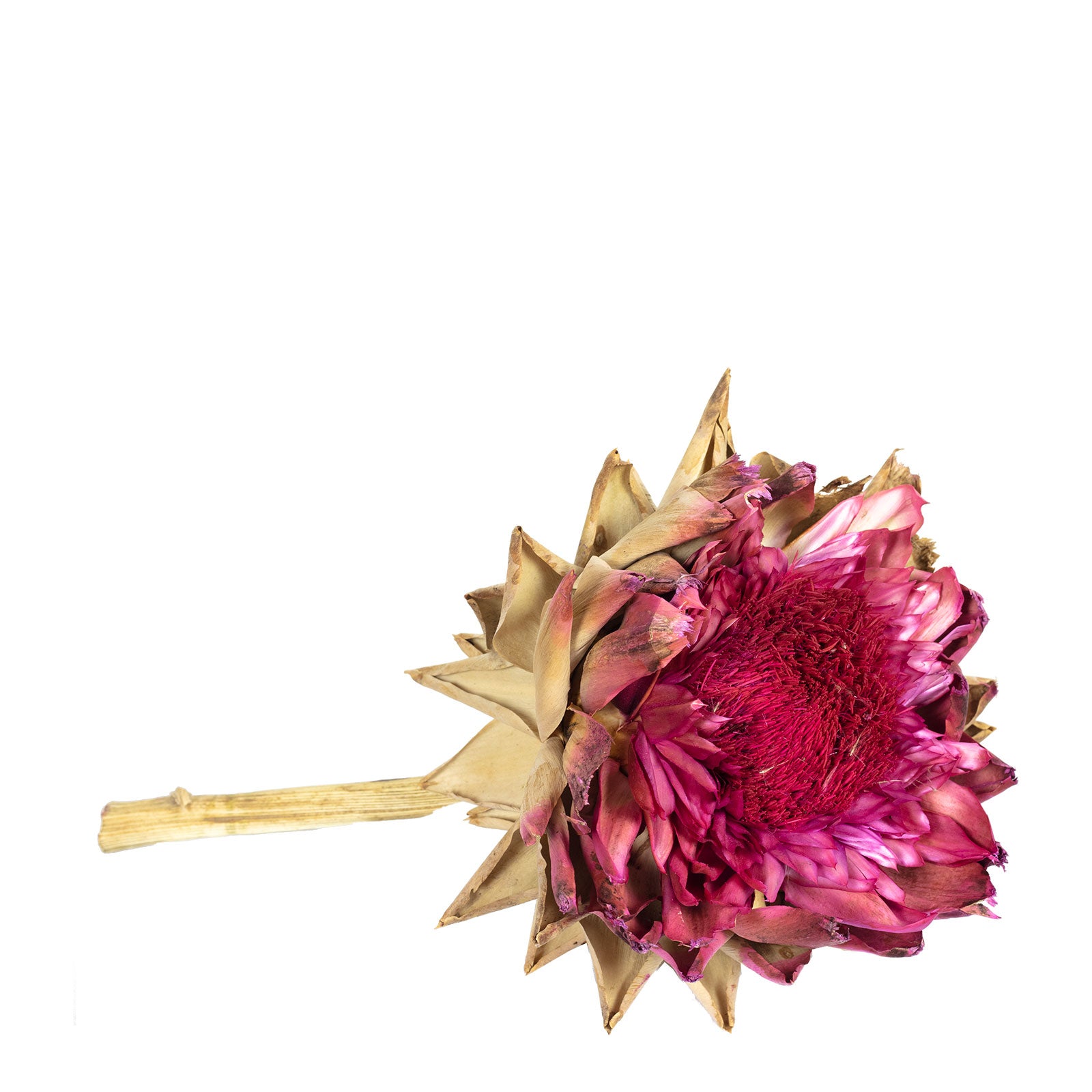 Artischocke Ex natur - blüh.rot - am Stiel - blüh.rot