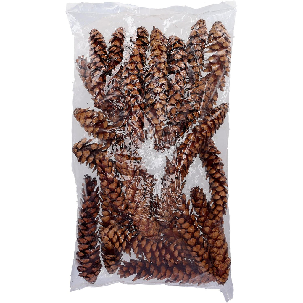 Strobus excelsa - 25-32 cm - lackiert - 25 Stück im Beutel - natur