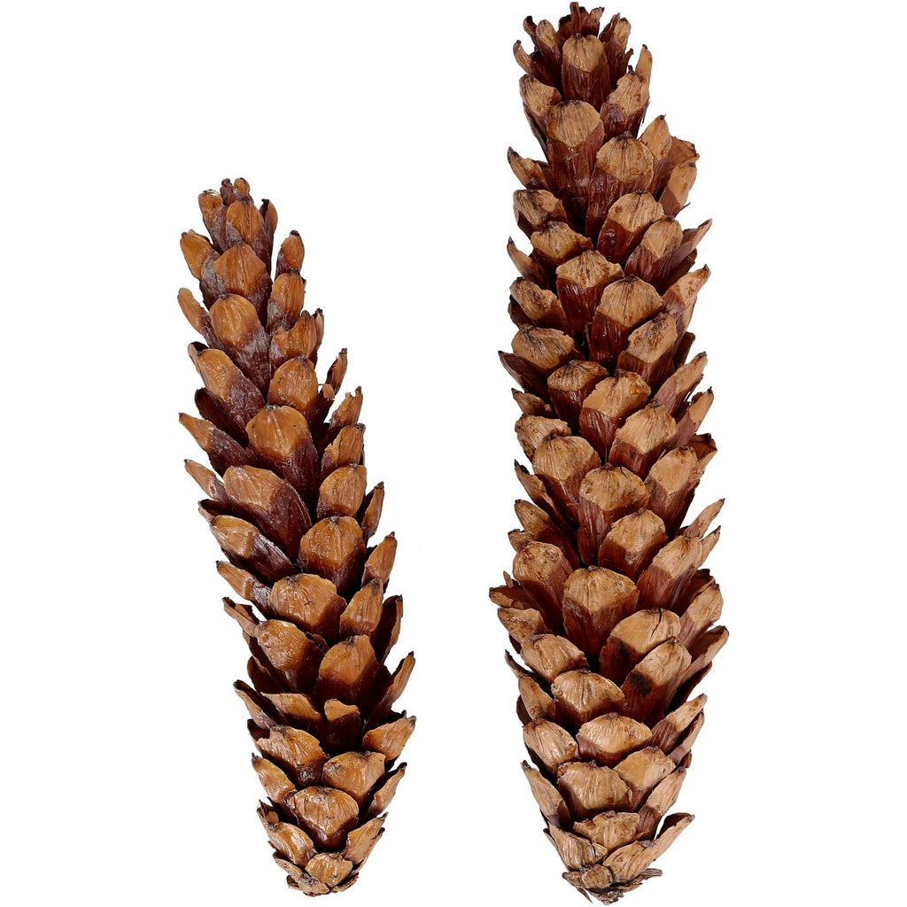 Strobus excelsa - 25-32 cm - lackiert - 25 Stück im Beutel - natur