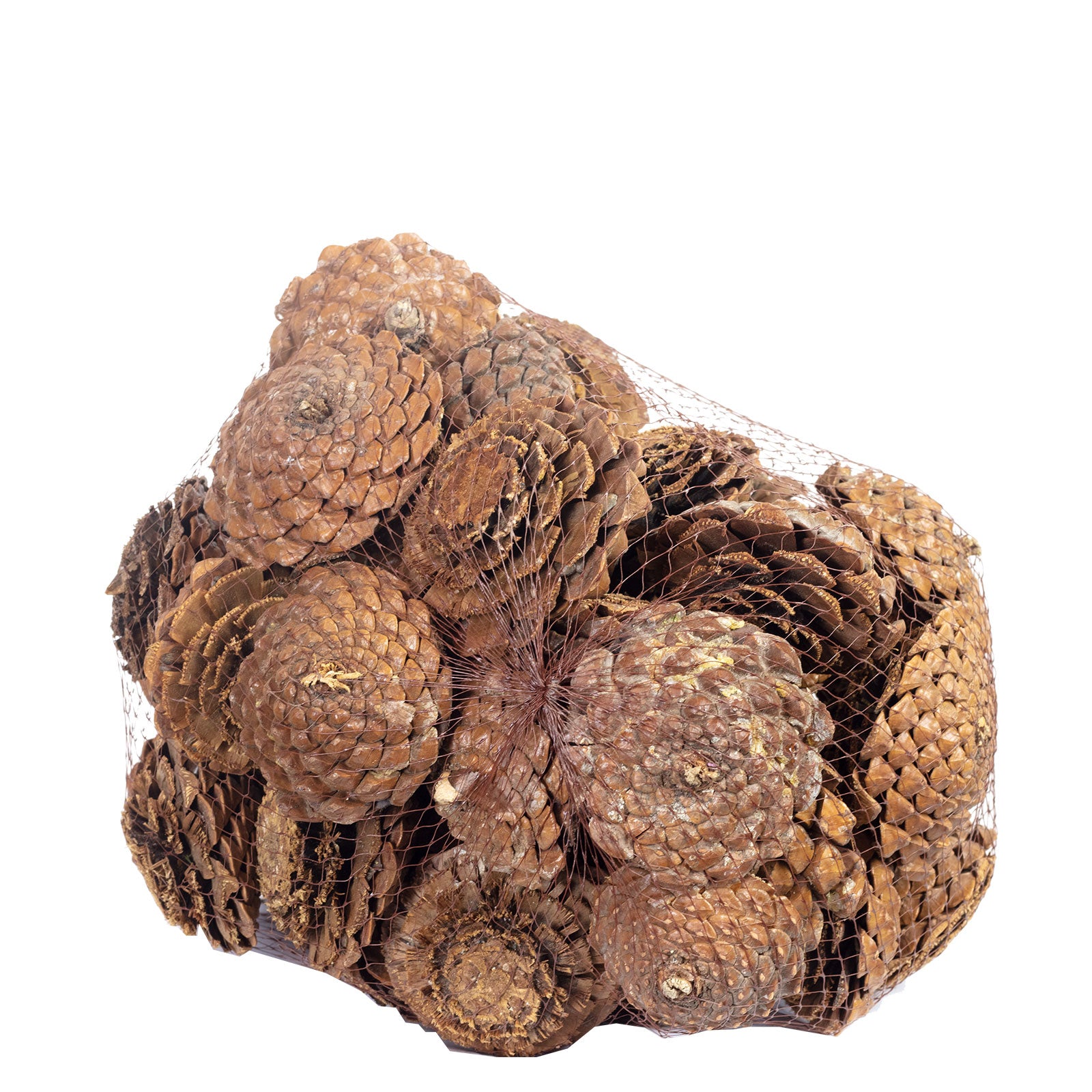 Maritima Rose - ca. 50 Stück/Netz - natur