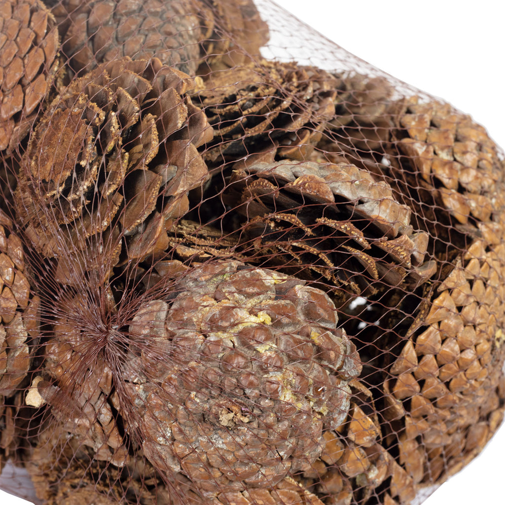 Maritima Rose - ca. 50 Stück/Netz - natur