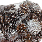 Schwarzkiefern - 1 kg im Netz - Länge ca. 5-8 cm - silber-tipped