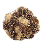 Schwarzkiefern - 1 kg im Netz - Länge ca. 5-8 cm - gold-tipped