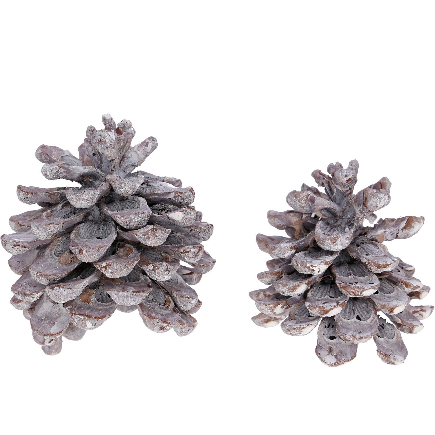 Pinea Mix - ca. 12 Stück im Netz - frost-weiß