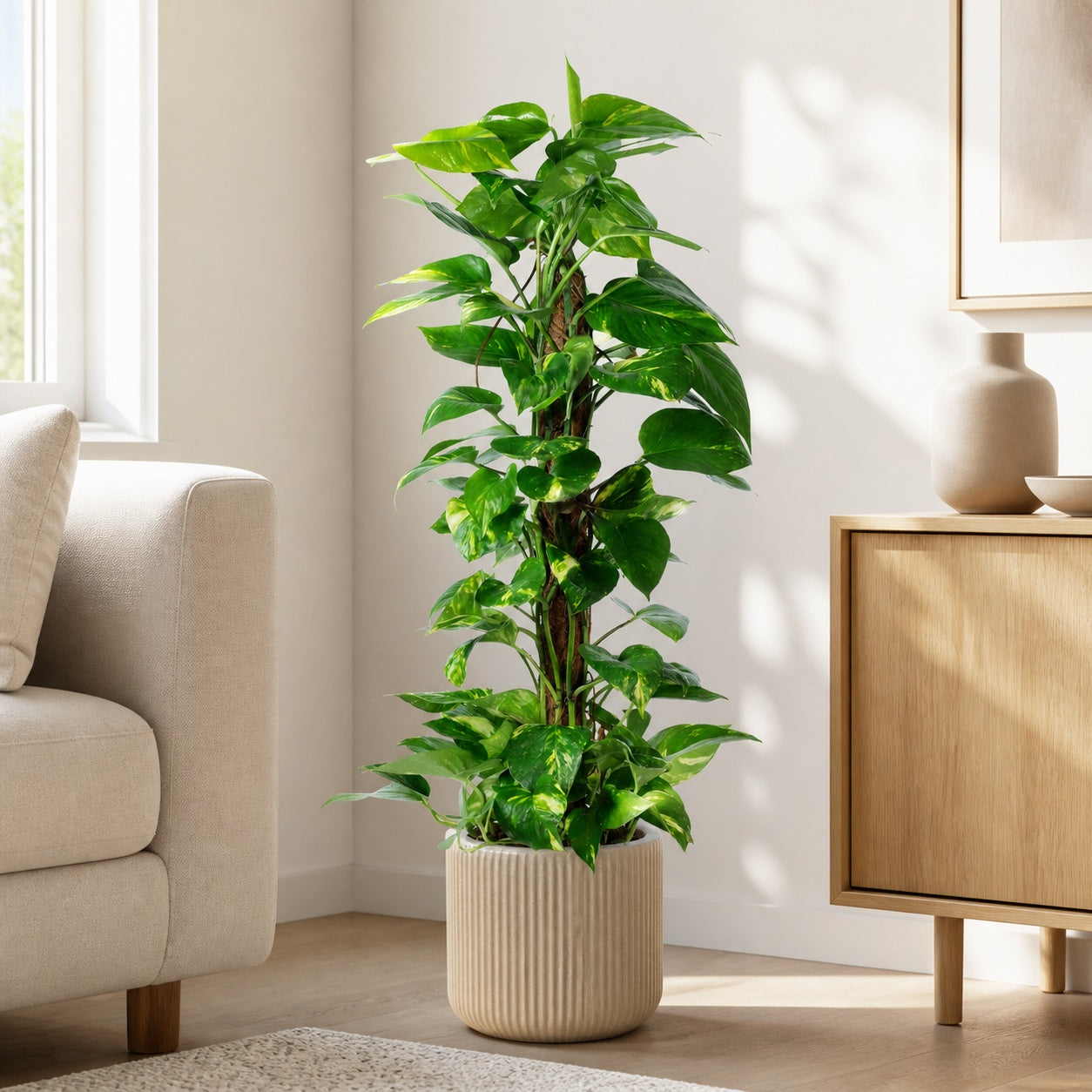 Pothos on a moss pole - Epipremnum aureum - Height approx. 80 cm, pot diameter 19 cm