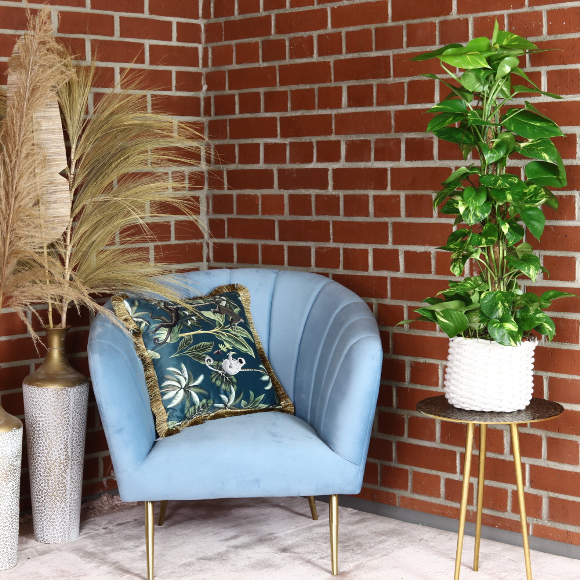 Efeutute am Moosstab - Epipremnum aureum - Höhe ca. 80 cm, Topf-Ø 19 cm