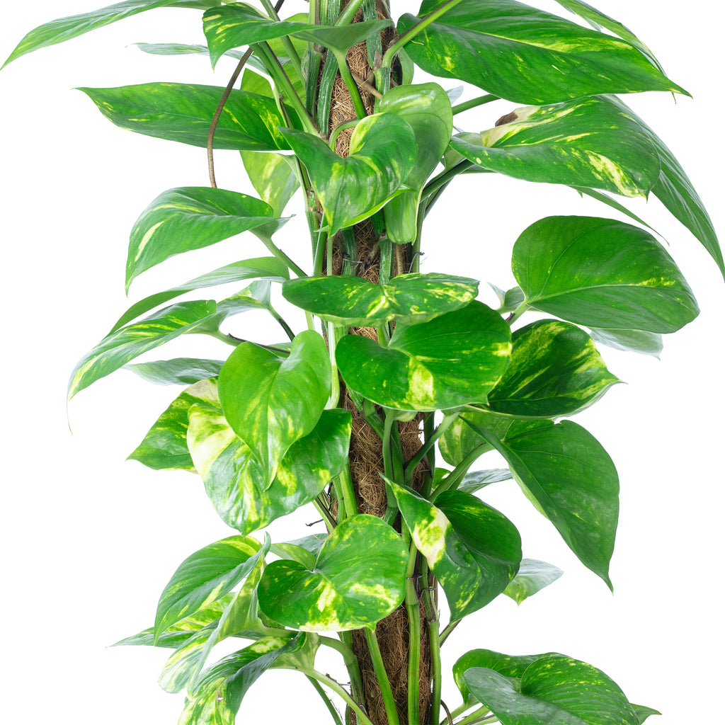 Pothos on a moss pole - Epipremnum aureum - Height approx. 80 cm, pot diameter 19 cm