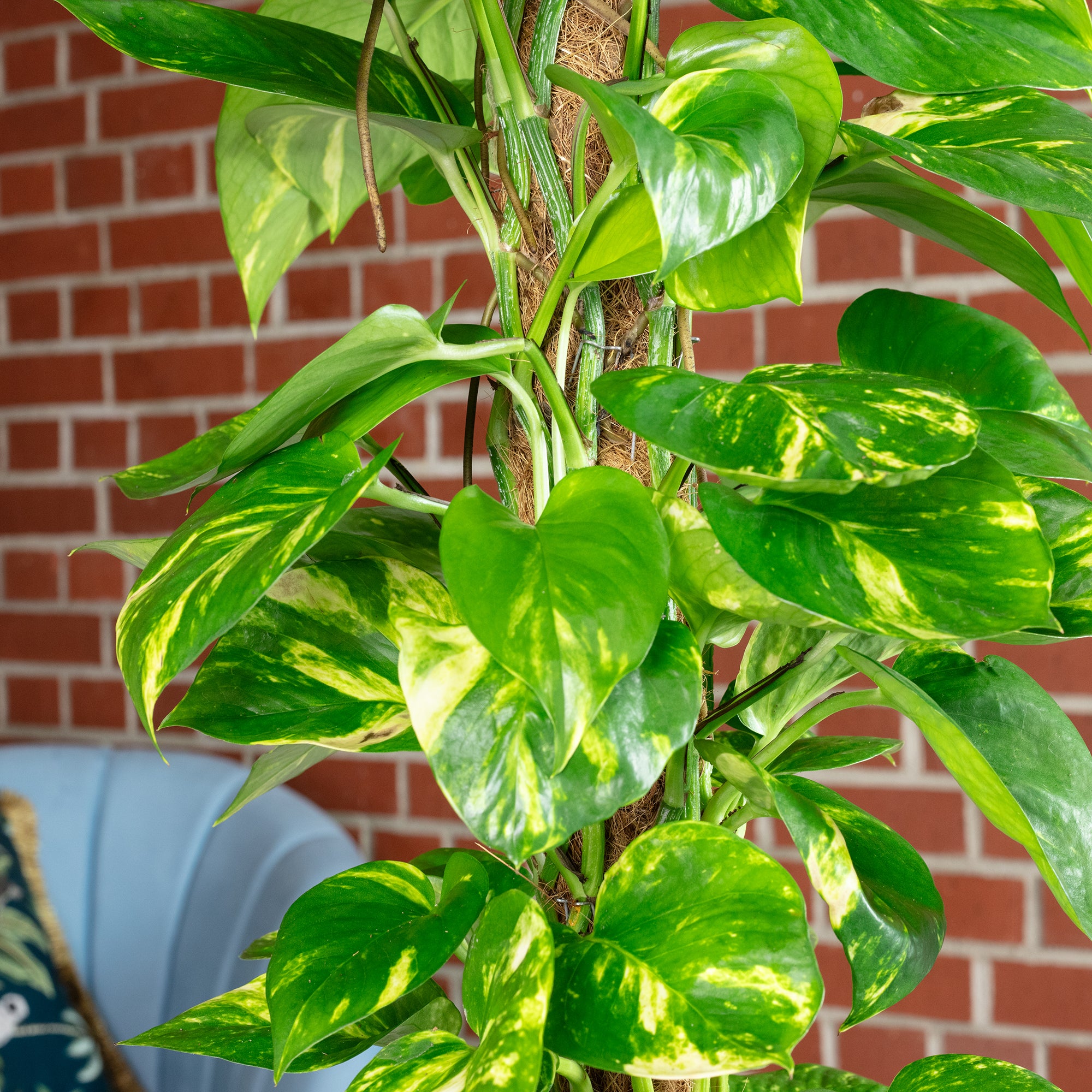 Pothos on a moss pole - Epipremnum aureum - Height approx. 80 cm, pot diameter 19 cm