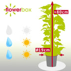 Efeutute am Moosstab - Epipremnum aureum - Höhe ca. 80 cm, Topf-Ø 19 cm