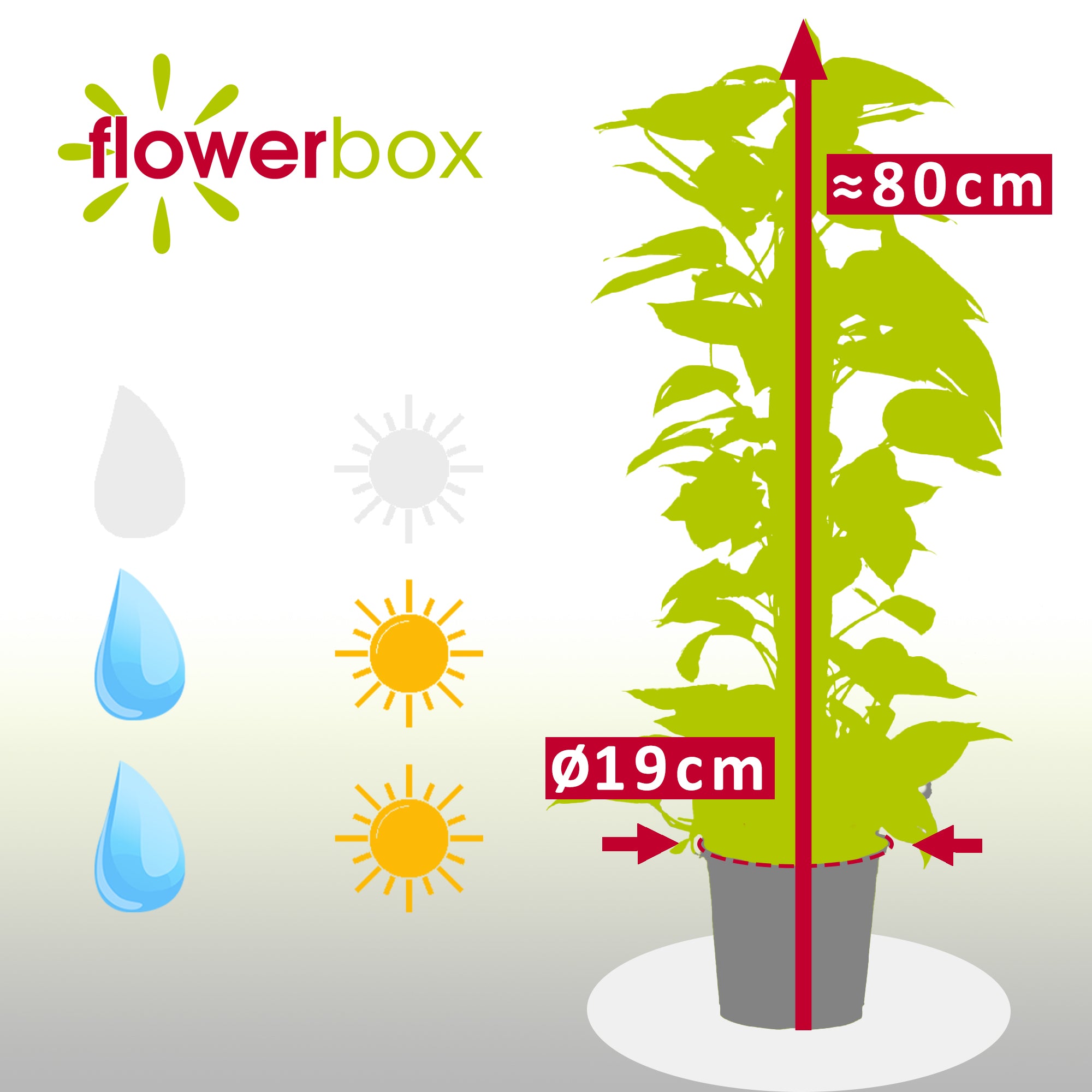 Efeutute am Moosstab - Epipremnum aureum - Höhe ca. 80 cm, Topf-Ø 19 cm