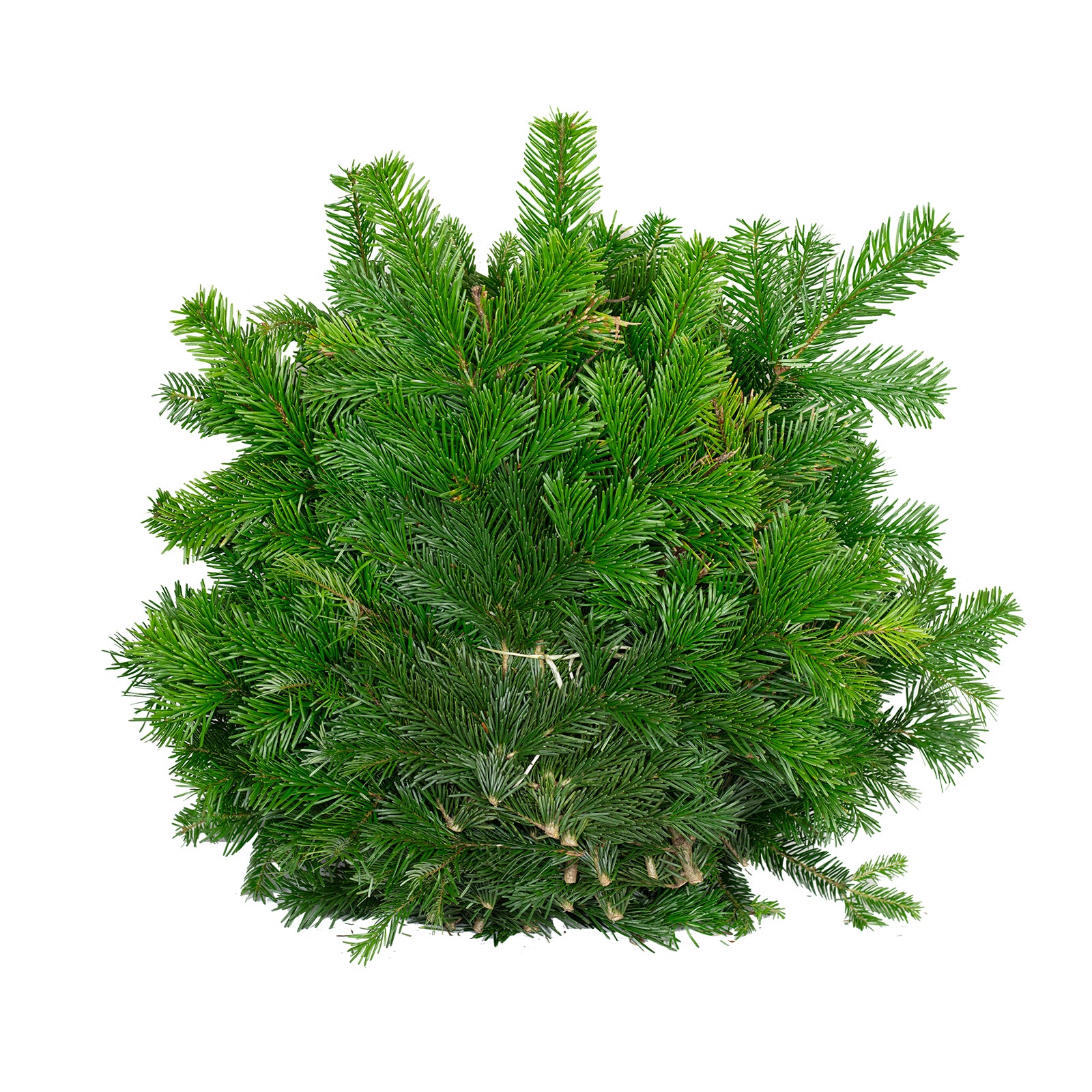 5 kg Schnittgrün Nordmanntanne