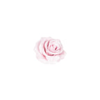12er Set Wachsrose - Lilac Soft