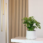 Fensterblatt - Monstera 'Monkey' - Topfgröße 12 cm, Höhe ca. 25 cm