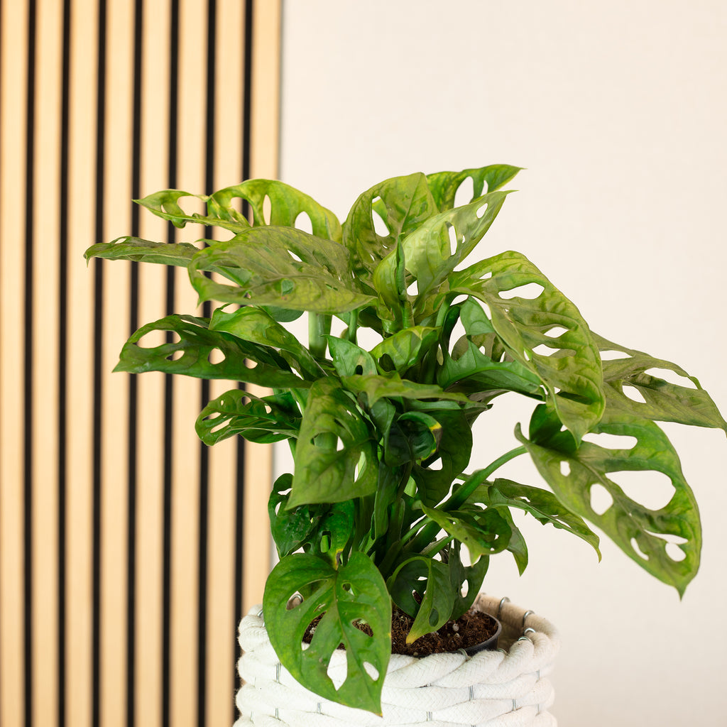 Fensterblatt - Monstera 'Monkey' - Topfgröße 12 cm, Höhe ca. 25 cm