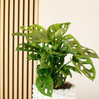 Fensterblatt - Monstera 'Monkey' - Topfgröße 12 cm, Höhe ca. 25 cm