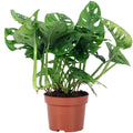 Monstera 'Monkey' (plante à fromage suisse) - pot de 12 cm, hauteur env. 25 cm