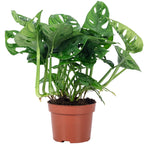 Monstera 'Monkey' (plante à fromage suisse) - pot de 12 cm, hauteur env. 25 cm