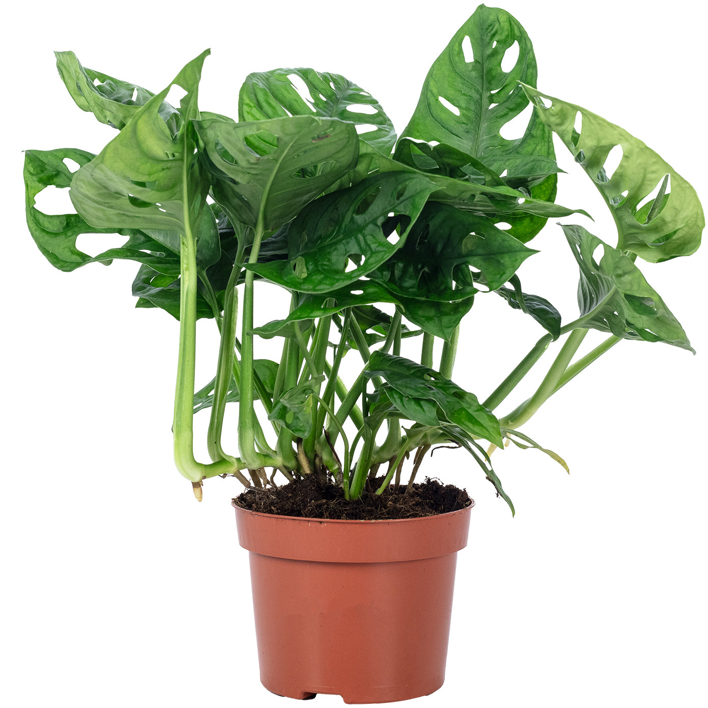 Fensterblatt - Monstera 'Monkey' - Topfgröße 12 cm, Höhe ca. 25 cm
