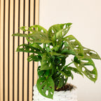 Monstera 'Monkey' (plante à fromage suisse) - pot de 12 cm, hauteur env. 25 cm