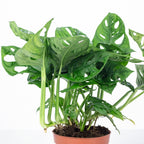 Monstera 'Monkey' (plante à fromage suisse) - pot de 12 cm, hauteur env. 25 cm