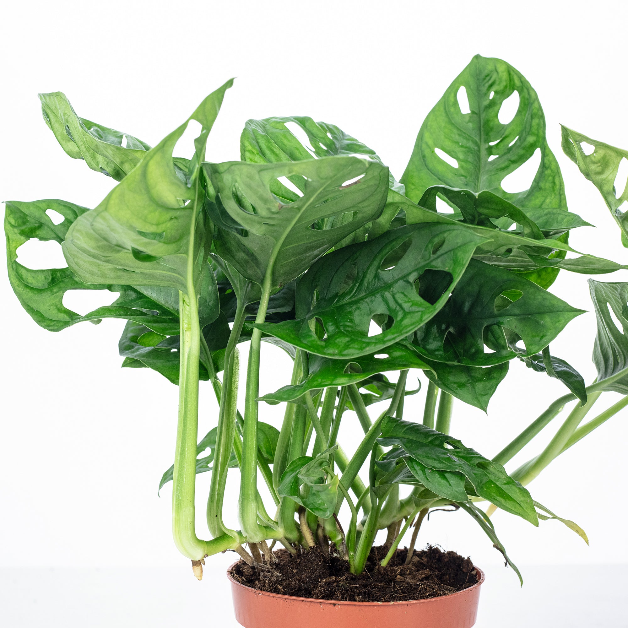 Fensterblatt - Monstera 'Monkey' - Topfgröße 12 cm, Höhe ca. 25 cm