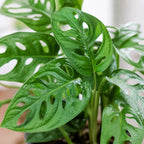 Fensterblatt - Monstera 'Monkey' - Topfgröße 12 cm, Höhe ca. 25 cm