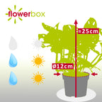 Fensterblatt - Monstera 'Monkey' - Topfgröße 12 cm, Höhe ca. 25 cm