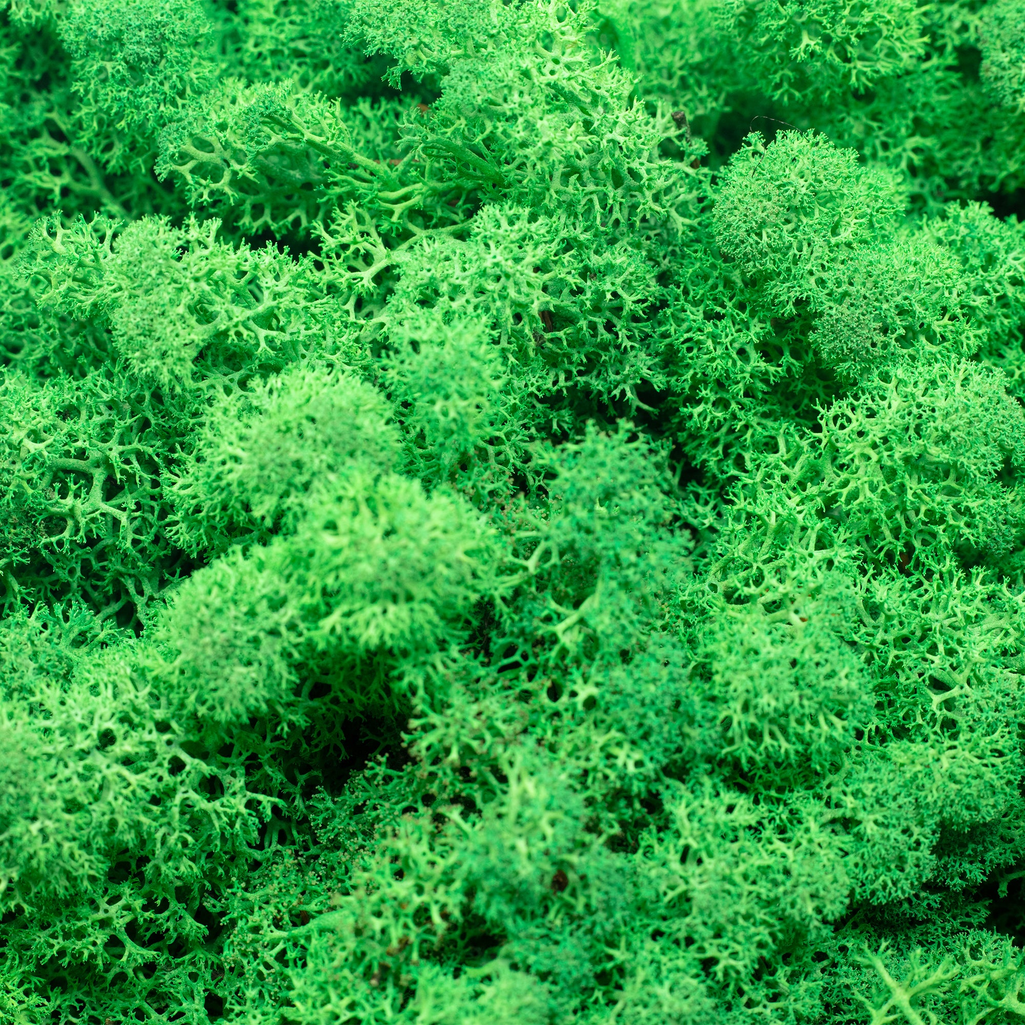 Cardboard box of reindeer moss grass green - 500g