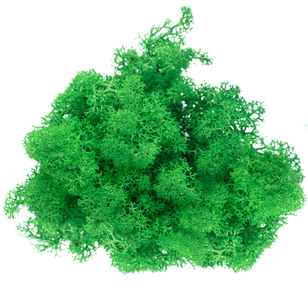 Cardboard box of reindeer moss grass green - 500g