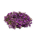 Gypsophilia linz - wreath purple - 33 cm