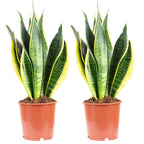 2er-Set Bogenhanf - Sansevieria trifasciata Laurentii - Höhe ca. 45 cm, Topf-Ø 14 cm