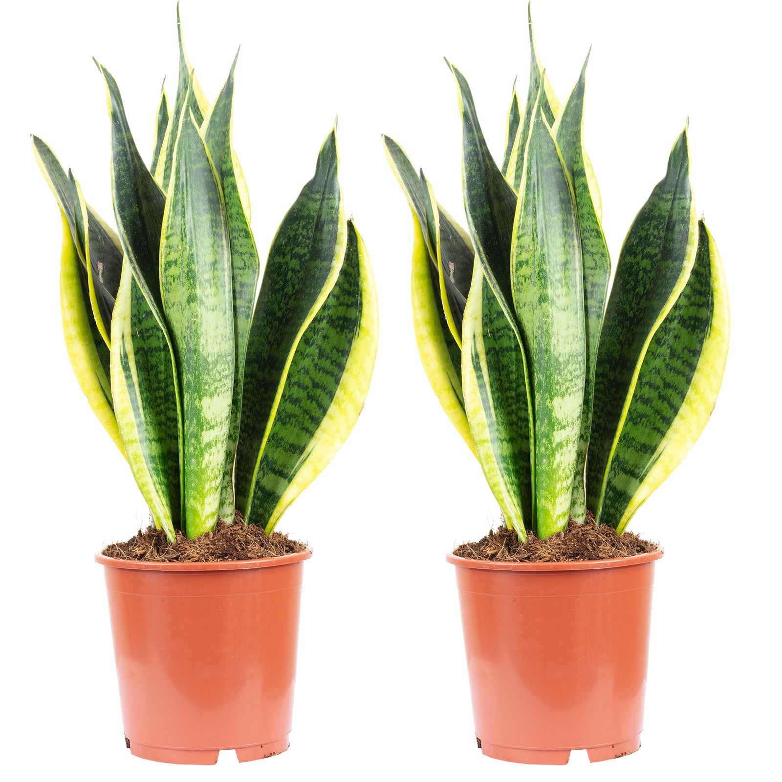 2er-Set Bogenhanf - Sansevieria trifasciata Laurentii - Höhe ca. 45 cm, Topf-Ø 14 cm