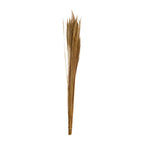 Ginstergras natur - Thysanolaena - Länge 90-105 cm - 100g