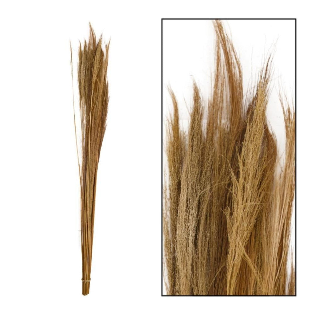 Balai à balais naturel - Thysanolaena - longueur 90-105 cm - 100 g