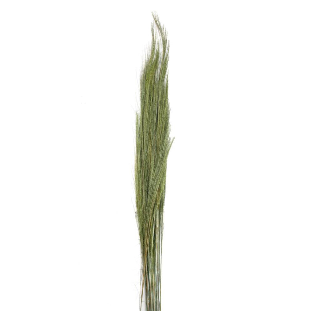 Thysanolaena (herbe à balais verte) - Longueur : 90-105 cm - 100 g
