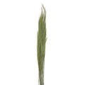 Thysanolaena (herbe à balais verte) - Longueur : 90-105 cm - 100 g