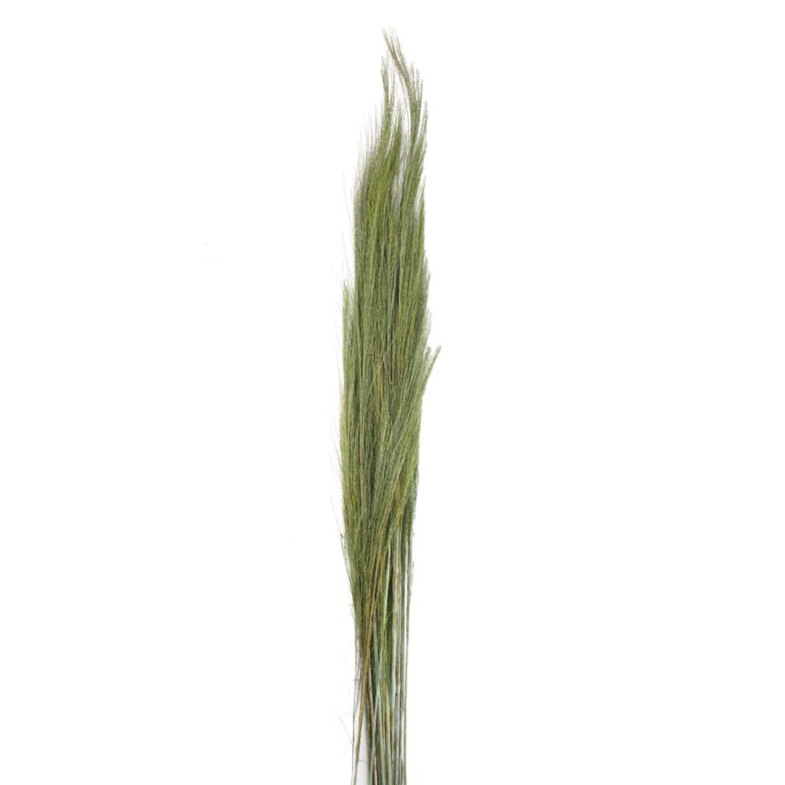 Thysanolaena (herbe à balais verte) - Longueur : 90-105 cm - 100 g