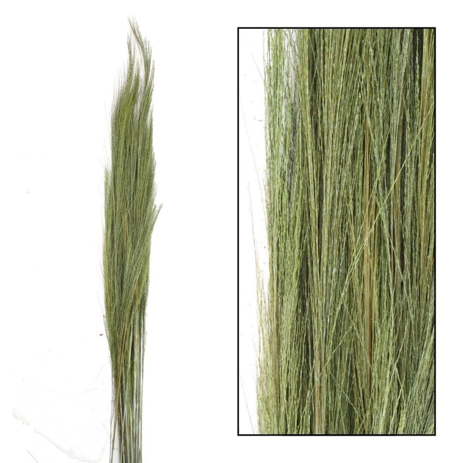 Thysanolaena (herbe à balais verte) - Longueur : 90-105 cm - 100 g