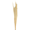 Ginstergras gebleicht - Thysanolaena - Länge 90-105 cm - 100g