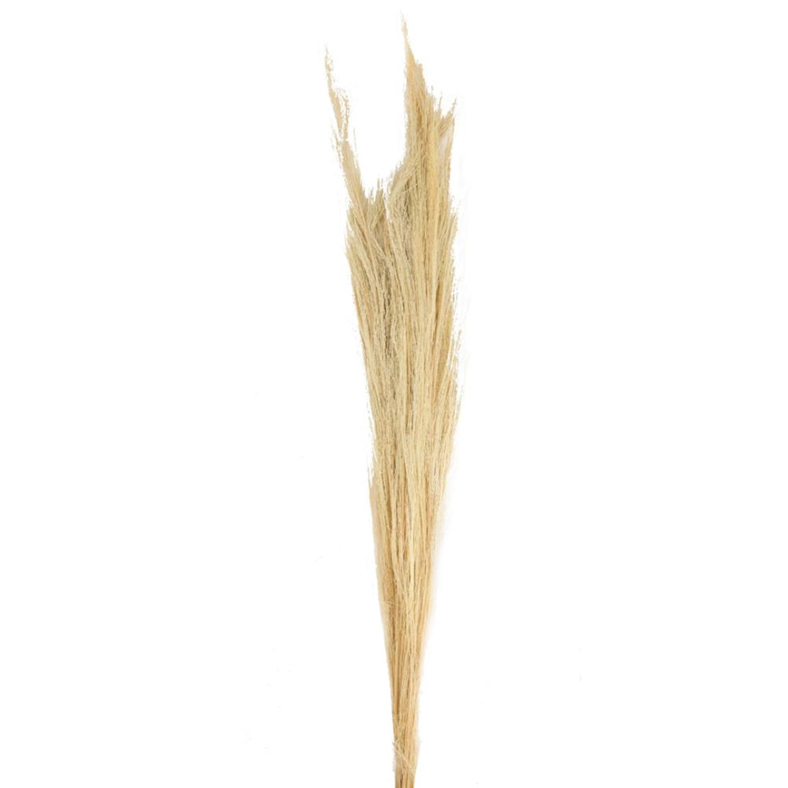Ginstergras gebleicht - Thysanolaena - Länge 90-105 cm - 100g
