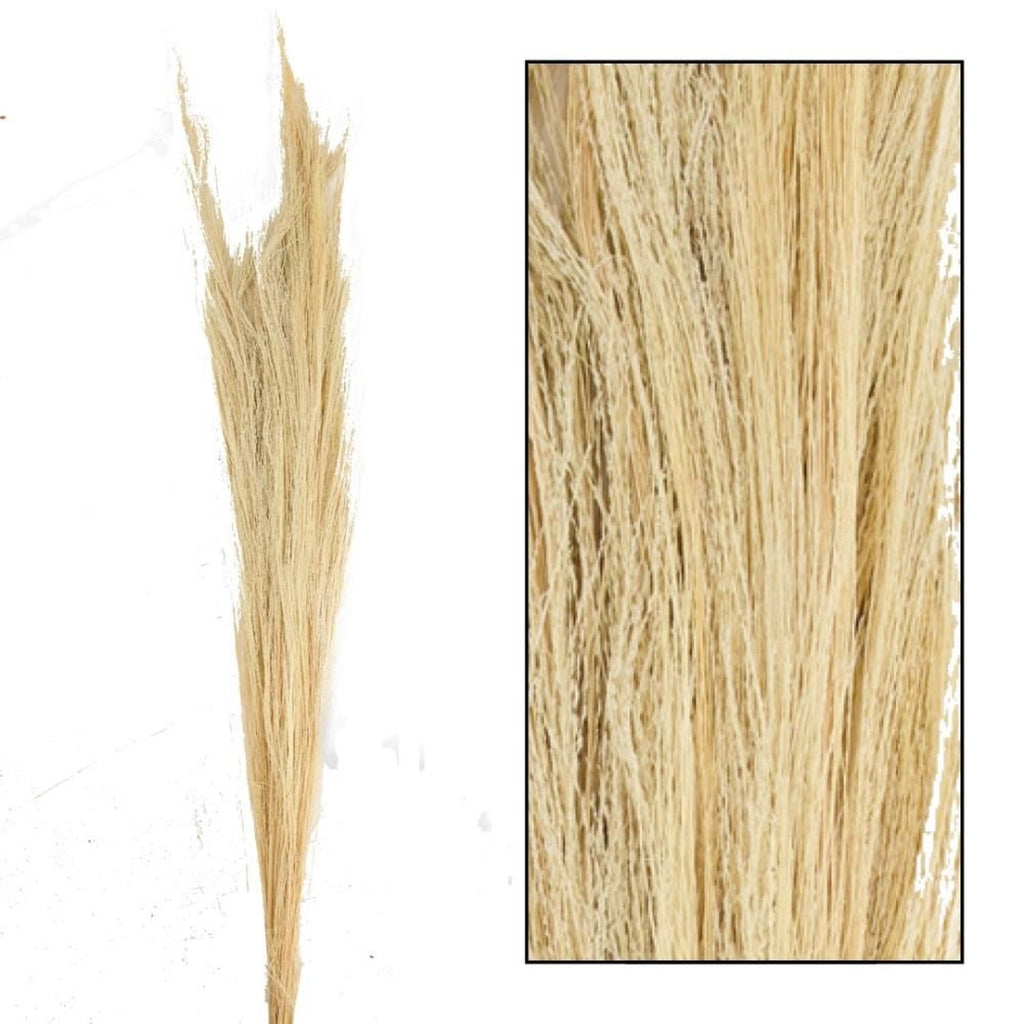 Ginstergras gebleicht - Thysanolaena - Länge 90-105 cm - 100g