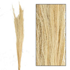 Ginstergras gebleicht - Thysanolaena - Länge 90-105 cm - 100g