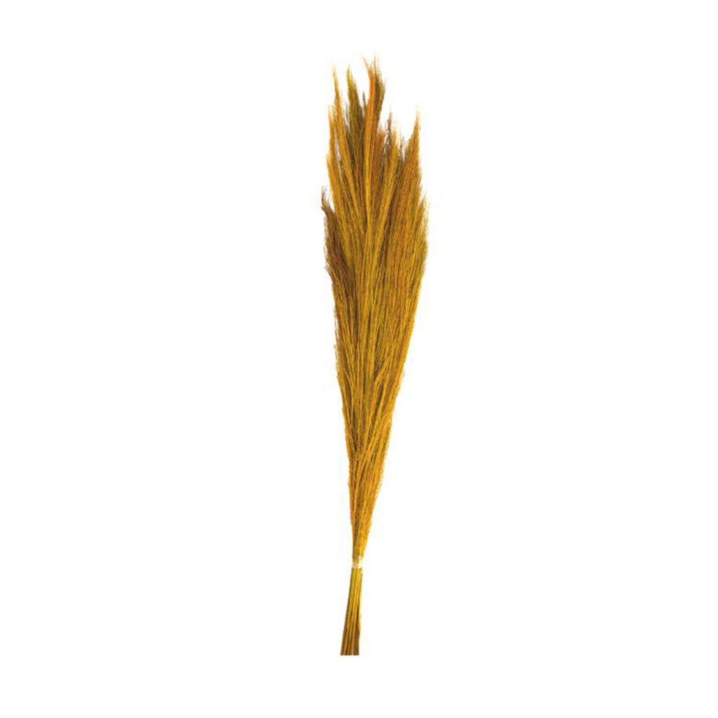 Ginstergras gelb - Thysanolaena - Länge 90-105 cm - 100g