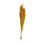Ginstergras gelb - Thysanolaena - Länge 90-105 cm - 100g